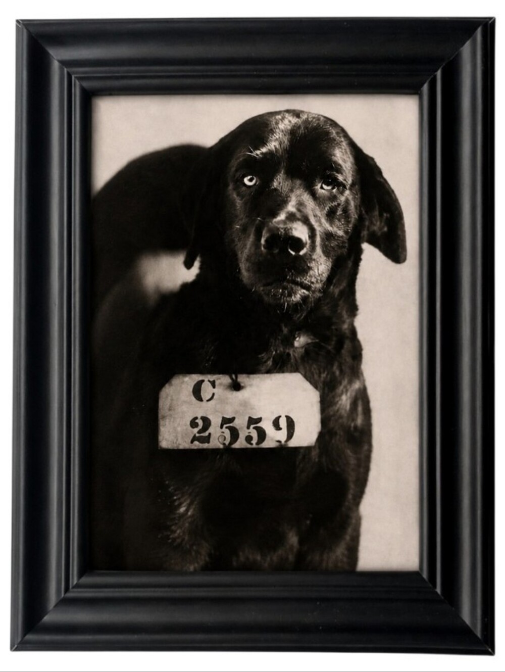 Funny Comedy Dog Bad A$$ Eastern penitentiarium Jail Dog Philadelphia pennsylva